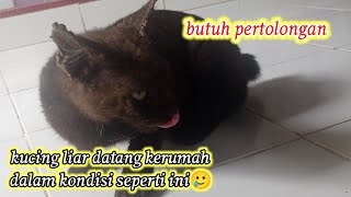 kucing liar dewasa dengan kondisi yang memprihatinkan by CAT FAMILY 121 views 6 months ago 2 minutes, 25 seconds