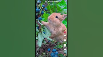 Bad bunny. The saga of the berry #badbunny #music #meme #memesvideo ##fypシ #shortsvideo #reels #rap