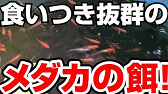 メダカの餌 ゾウリムシやミジンコなど まとめ Youtube