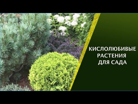 Видео: Почвопокровные растения калины - узнайте о раскидистых растениях калины