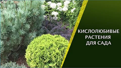 ЭТИ РАСТЕНИЯ ОТЛИЧНО РАСТУТ НА КИСЛЫХ ПОЧВАХ!