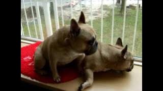 Arlon en Misty in vensterbank