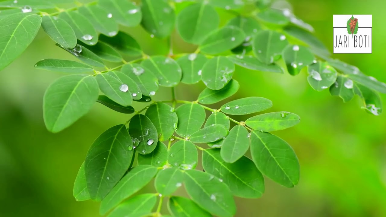 How we Make Moringa Powder For You at jariboti pk