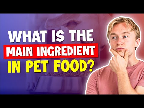 What is the Main Ingredient in Pet Food?
