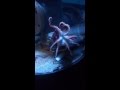 Lesser curled octopus