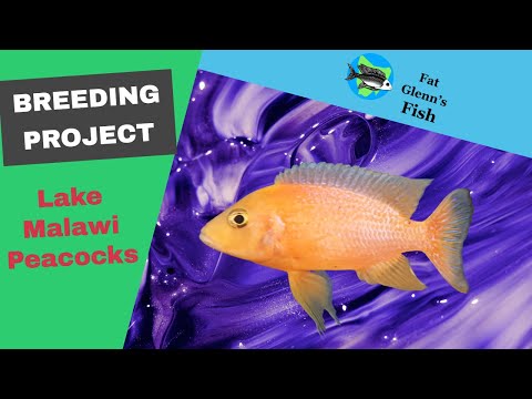 Meet My Malawi Peacock Collection hqdefault