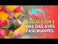 O Beija-flor é uma das aves mais fascinantes e encantadoras