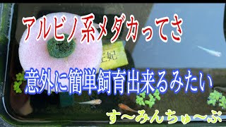 【アルビノ系メダカ】簡単に飼育出来るみたい