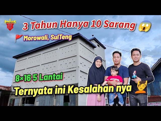 3 Tahun Hanya 10 Sarang 😱‼️, Ternyata Ini Kesalahannya 😱. - Morowali, SulTeng. class=