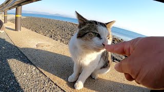 猫集会を抜け出して、広大な海を眺めに行く猫達