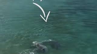 Dolphin Quest&#39;s Captive Dolphins Attacking Calf