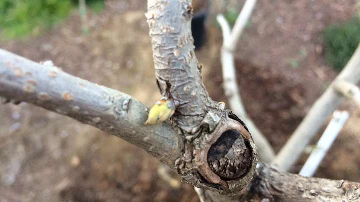 Fuyu Persimmon pushing out buds