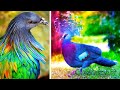 The most beautiful birds in the world