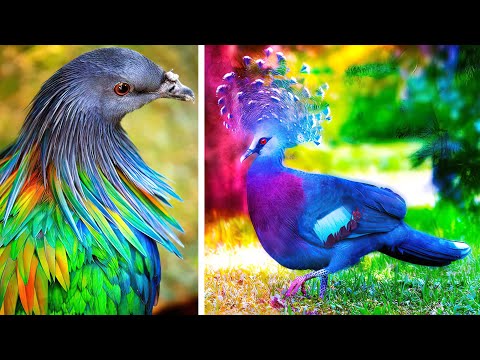 تصویری: زیباترین پرنده جهان چیست