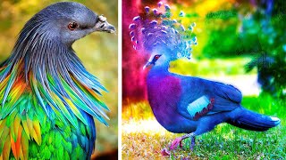 The MOST BEAUTIFUL BIRDS In The World