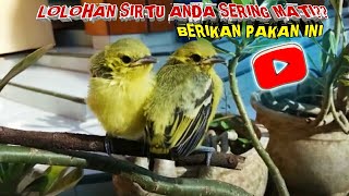 Download Lagu CARA MERAWAT ANAKAN SIRTU AGAR BERTAHAN HIDUP DAN CEPAT BESAR TAHUN 2022 || INI MENU PAKANNYA MP3