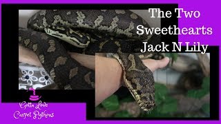 The Courtship Of Carpet Pythons Lily And Jack Continues