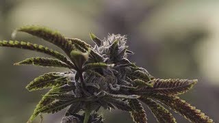 Close Up Marijuana Bud On Leafy Plant With Cinematic Background Blur | Stock Footage - Videohive
