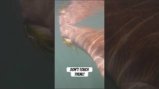 This is why you shouldn’t touch manatees