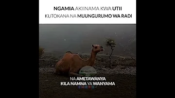 Tazama Ngamia Akiiinama Kwa Khofu Kutokana Na Muungurumo Wa RADI 