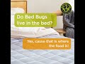 Question 4 Do Bed Bugs Live In The Bed Question 4 Do Bed Bugs Live In The Bed