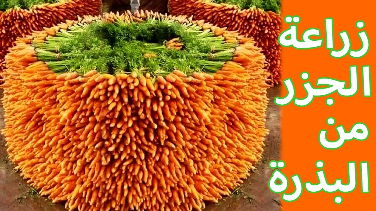 زراعة الجزر في المنزل Youtube