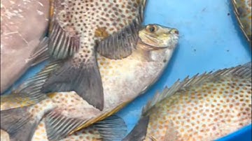 Hướng dẫn làm mồi câu cá dìa cực kỳ hiệu quả