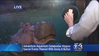 Pat Gallen Is Hanging With The Hippos At The Adventure Aquarium