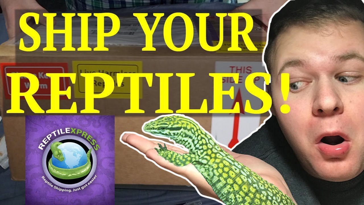 HOW TO SHIP YOUR REPTILES! -VLOG 2 - YouTube