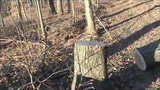 1St Honey Bee Colony Rescue Of 2012 - Mechanicville, Ny