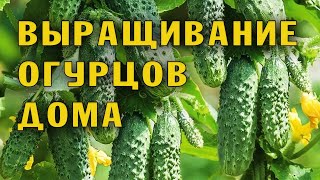 Огурцы на подоконнике. Пересадка и уход.