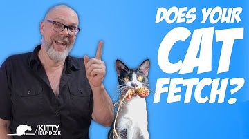 Does Your Cat Play Fetch?