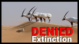 TOP 10 Animals saved from extinction by human intervention
