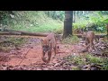 Wildlife of the Osa Peninsula, Costa Rica - Fondo de Biodiversidad Sostenible (FBS)