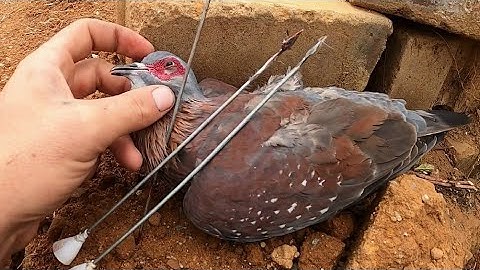 Blowgun bird hunting! SNEAK PEEK INTO NEXT WEEK!!!