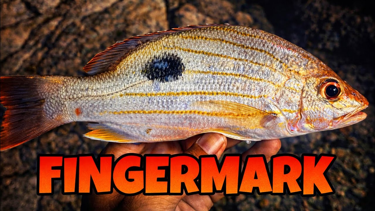 FISHING IN GOA | FINGERMARK ON ULTRALIGHT SETUP 