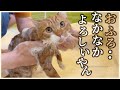 【ノミダニさよなら】ねぐちゃん初めてのお風呂に困惑！？でも意外と気持ちよさそう…