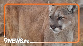 A new plan to manage mountain lions from CPW draws crowds