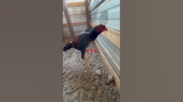 Qaib Thai stag #chicken #thairooster #qaib #qaibthai #bantam #chicken #qaib #rooster