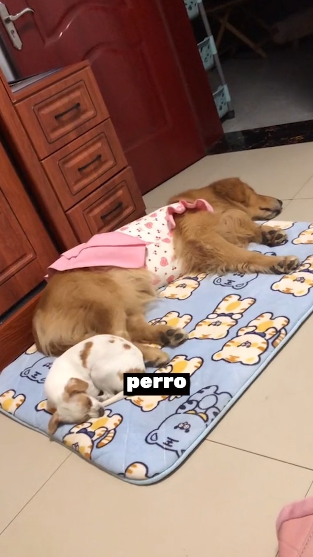 ¡Este perro no para de tener pesadillas! ??