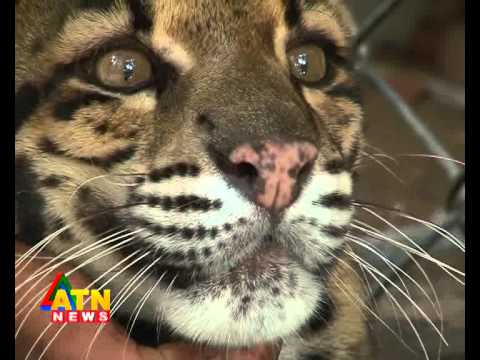 ATN News "Jole Jongole"- Lam Cheetah/ Clouded Cheetah - YouTube