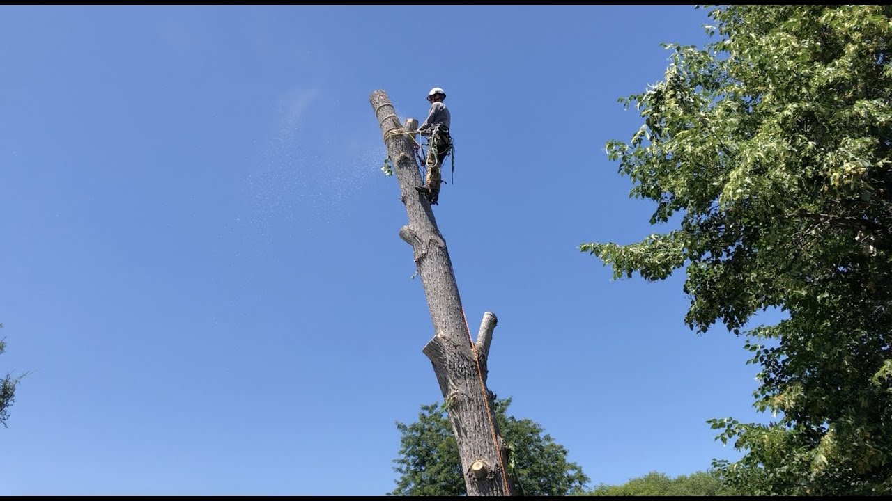 Epic Cottonwood Removal YouTube