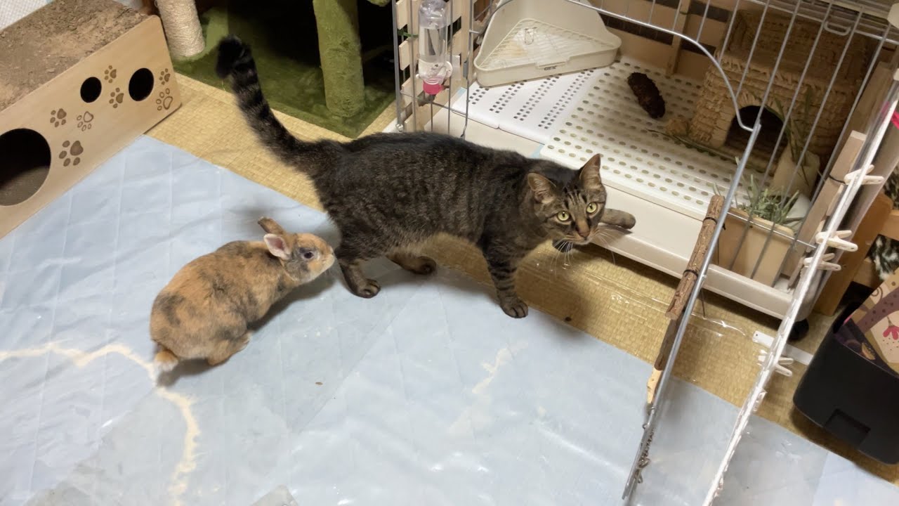 My Cat From Hell #437 / Cats N’ Rabbits - YouTube