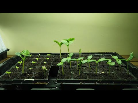 Βίντεο: Thuja από σπόρους (18 φωτογραφίες): πώς να το μεγαλώσετε βήμα προς βήμα από τους σπόρους στο σπίτι; Κανόνες φύτευσης και φροντίδας. Πώς μοιάζουν οι σπόροι και πώς να τους φυτρώσουν