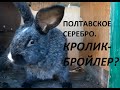 Кролиководство. Порода Советское Серебро или Полтавское Серебро. Серебристые кролики. Кролик Бройлер