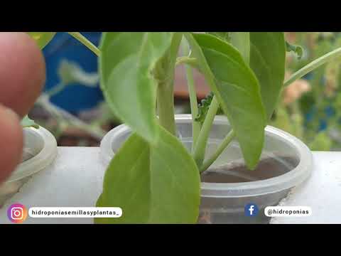 Video: ¿Qué es la albahaca Purple Ruffles? Información sobre el cuidado y el cultivo de la albahaca Purple Ruffles