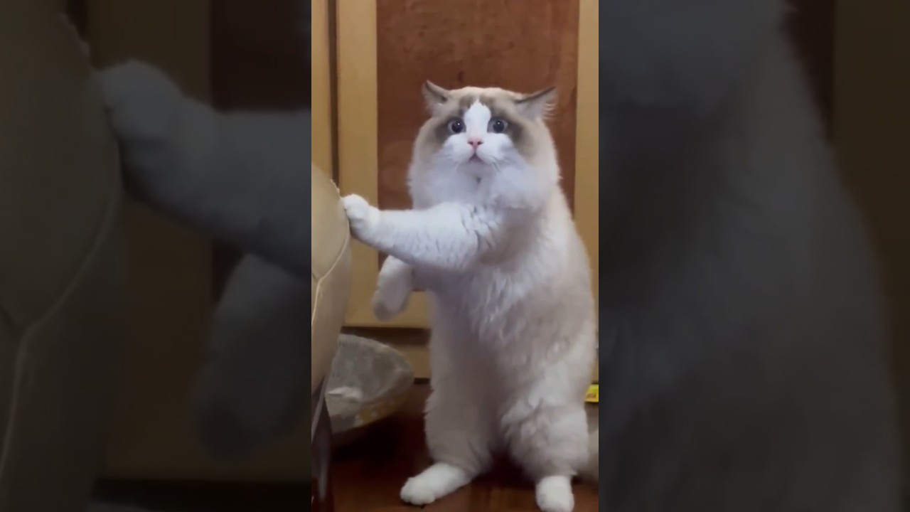 Tried To Interrupt His Nap 😂