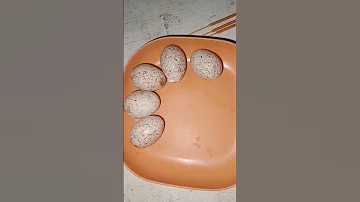 Boiledegg Yuotubeshorts 