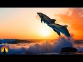 🔴 Sleep Music 24/7, Relaxing Music, Calming Music, Meditation Music, Spa Music, Study Music, Sleep