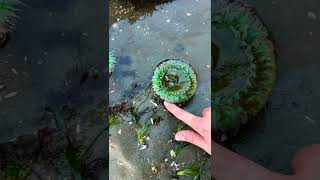 How To Find Sea Anemones At The Beach